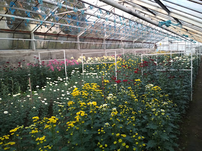 Böhmes Erben Gartenbau