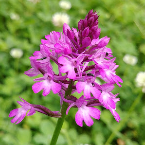 Wehner'sche Orchideenwiese