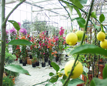 Blumen Kupper