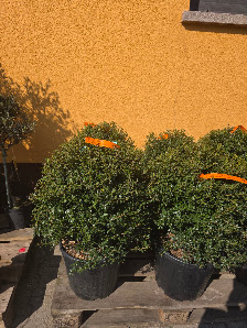 Mediterrane Pflanzen Schmitt Inh. Achim Schmitt
