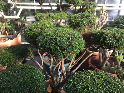 Rainer Müller Grüne Welt