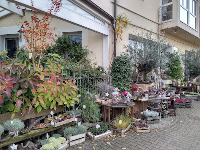 Blumenhaus Die Lilie Inh. Sara Scarmato