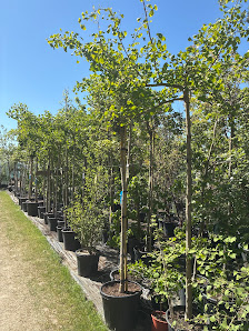 Die Baumschule vom Gartenzwerg
