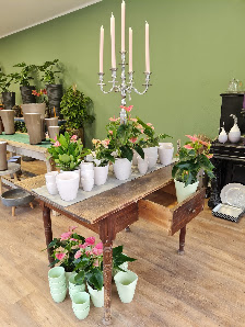 Blumenhaus Schärf Filiale Roxheim