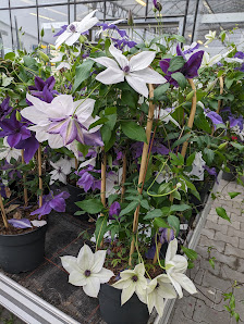 Klein Blumenimport GmbH