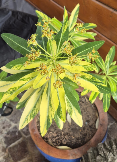 GartenExoten