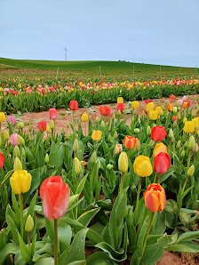 Blumen zum Selberschneiden - Katzweiler