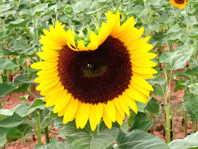 Blumen zum Selberschneiden - Katzweiler