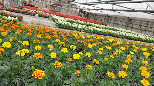 Blumen Scharrer