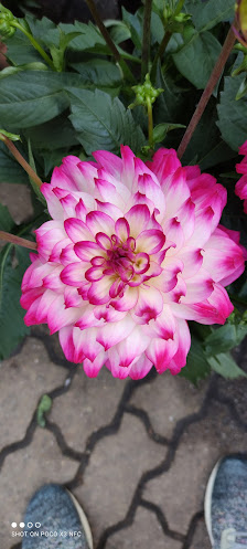 Kerstin's Blumenkunst