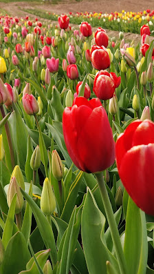 Blumen selber schneiden