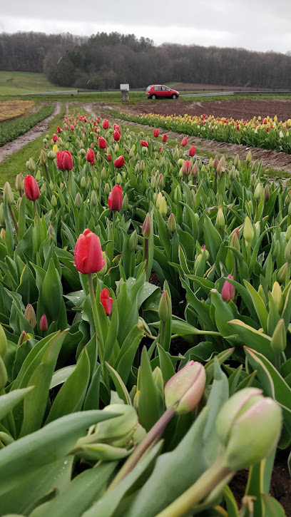 Blumenfeld zum Selbstpflücken