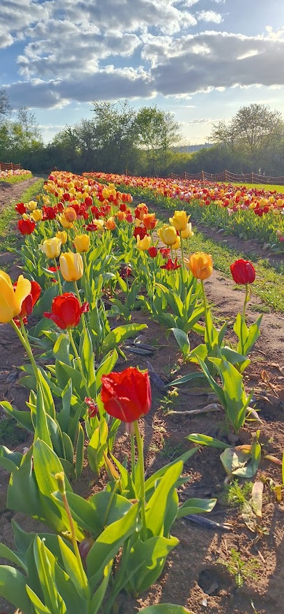 Blumenmarkt