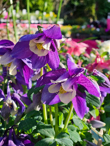 Blumen Reichert