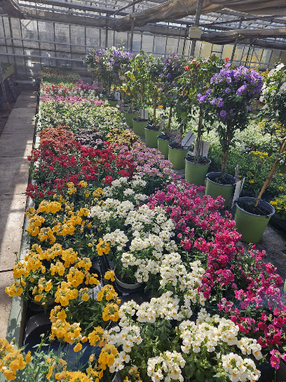 Blumen Reichert