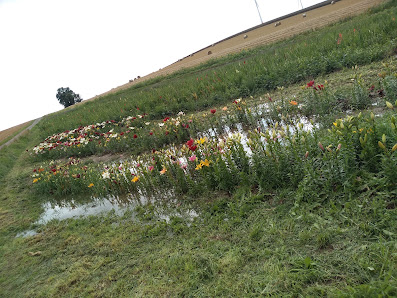 Blumen selbst schneiden
