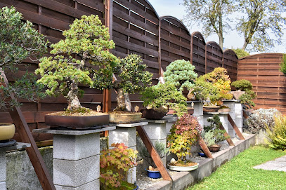 Anbieter von Bonsai-Pflanzen