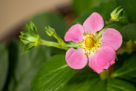 Gartenbedarf und Tiernahrung Heinz Stein