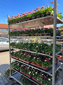 HH Blumen und Pflanzen