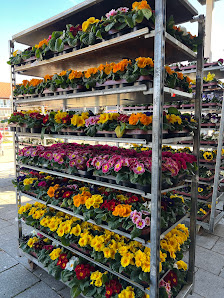 HH Blumen und Pflanzen