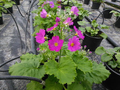Gartenbau Dietze