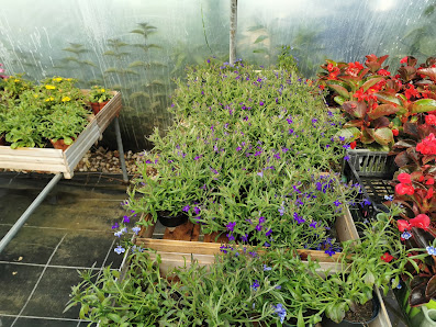 Blumenhaus Gaber