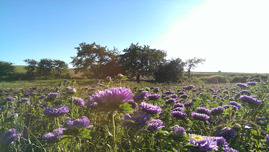 Gartenbau und Bindereibetrieb Mathias Reinbold