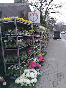 Blumen-Mayer