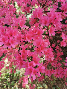 Blumen- & Gartencenter