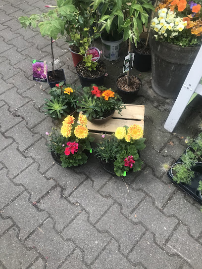 Blumengeschäft Marktarkaden Inh. Elke Haenel