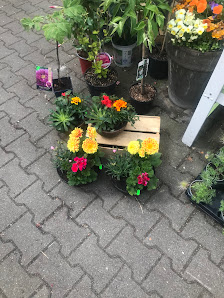 Blumengeschäft Marktarkaden Inh. Elke Haenel