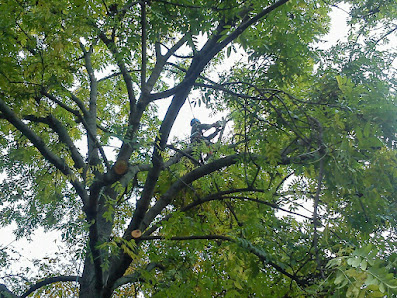 Baum & Garten Lüttich I Garten und Landschaftsbau