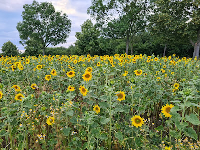 Blumen selbst schneiden