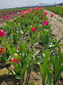 Blumen selbst schneiden