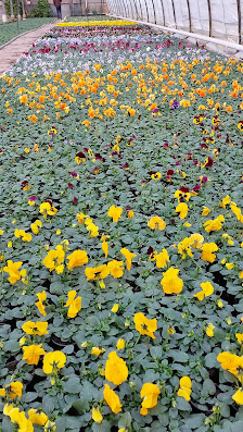 Gartenbau Brodkorb Inh. Steffen Hahn