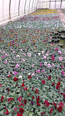 Gartenbau Brodkorb Inh. Steffen Hahn
