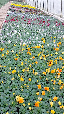 Gartenbau Brodkorb Inh. Steffen Hahn