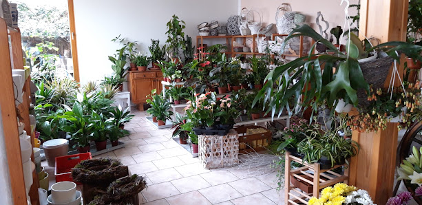 Blumenhaus Kati Steyer