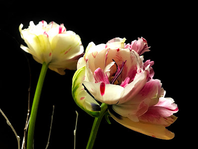 Borcherts – Blumenhaus am Markt