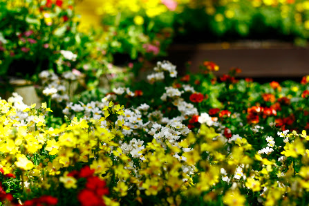 Blumenhof Reichel