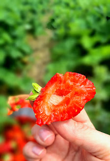 Gartenbau Fröhlich