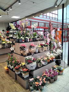 florizz- Blumen