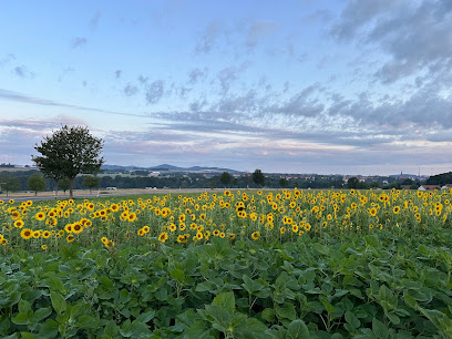Sonnenblumen Pflücken zur Erntezeit