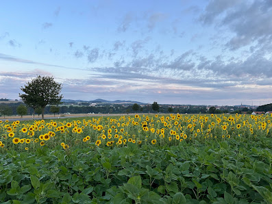 Sonnenblumen Pflücken zur Erntezeit