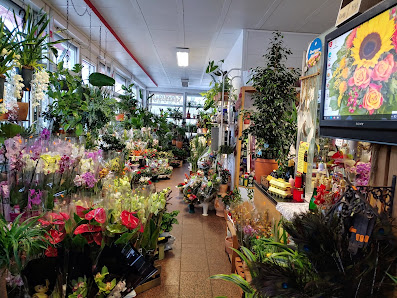Blumen Uwe Schicht