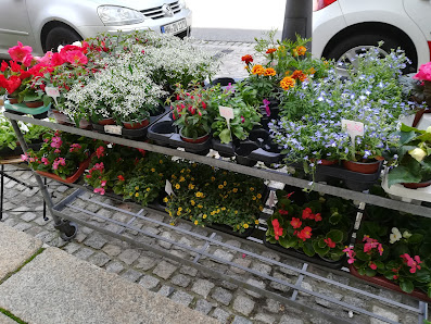 Blumen Träume Doreen Baur
