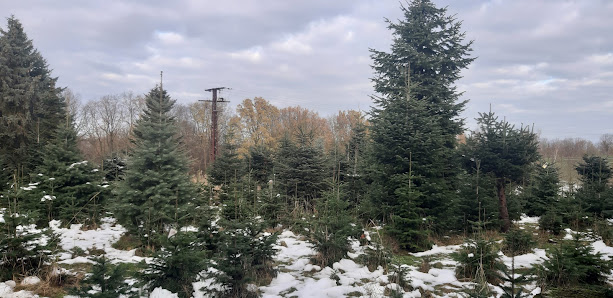 Weihnachtsbaum-Gärtnerei Wittich