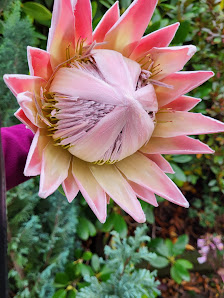 Blumen & Geschenkewelt Meißgeier