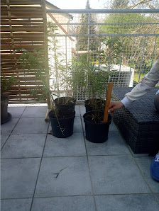 Interplant Blumen- + Pflanzenhandel GmbH