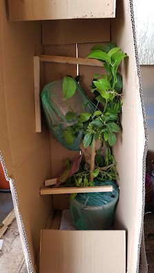 Interplant Blumen- + Pflanzenhandel GmbH